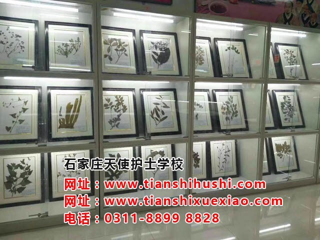 石家莊天使護(hù)士學(xué)校中藥學(xué)專業(yè)介紹